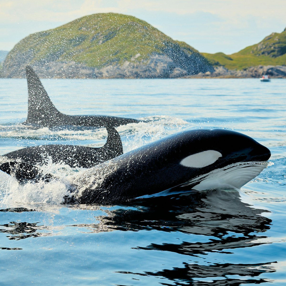 Orcas, Menopause, and a Great&nbsp;Book