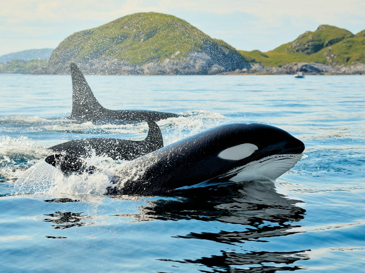 Orcas, Menopause, and a Great&nbsp;Book