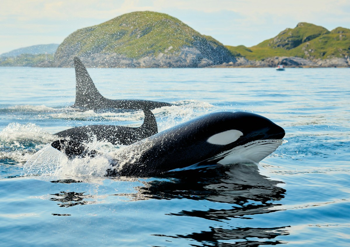 Orcas, Menopause, and a Great&nbsp;Book